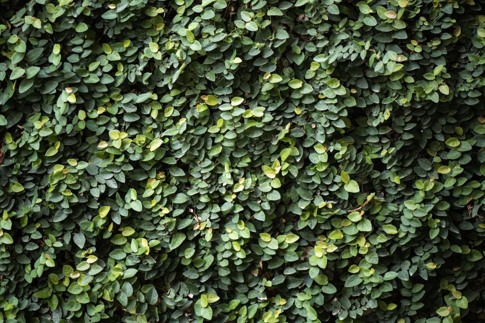 Creeping Fig