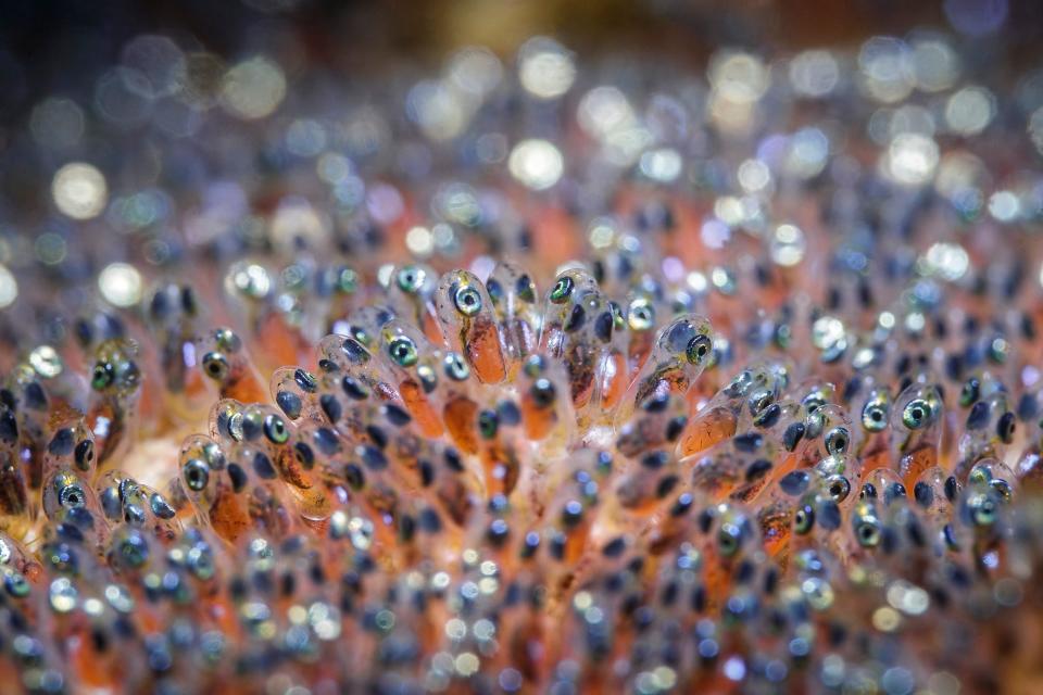 A patch of clownfish eggs in Lembeh, Indonesia.