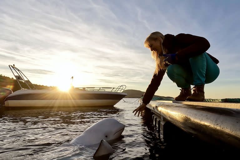 Una foto proporcionada por OneWhale muestra a Hvaldimir, una ballena beluga, en las aguas de Flatanger, Noruega, en septiembre de 2023. La ballena parece atraída por los humanos, lo que lleva a los investigadores a especular que alguna vez estuvo en cautiverio