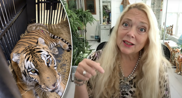 Tiger King's Carole Baskin Launches 'Are You Kitten Me' Apparel