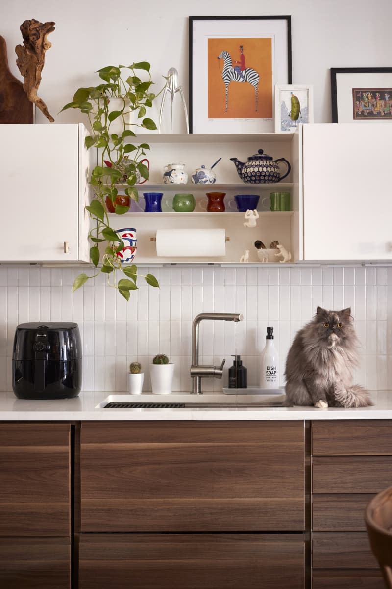 Cat sitting on kitchen counter.