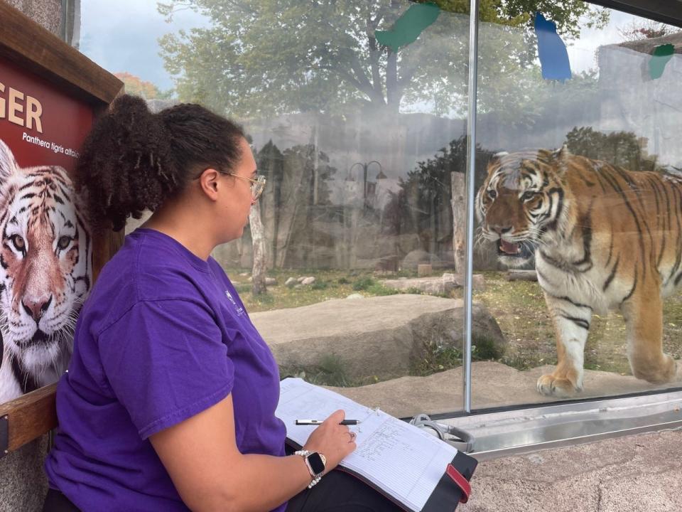 Carroll University student Savannah Mitchell observes a tiger at the Milwaukee County Zoo for a research project as part of the university's animal behavior program.