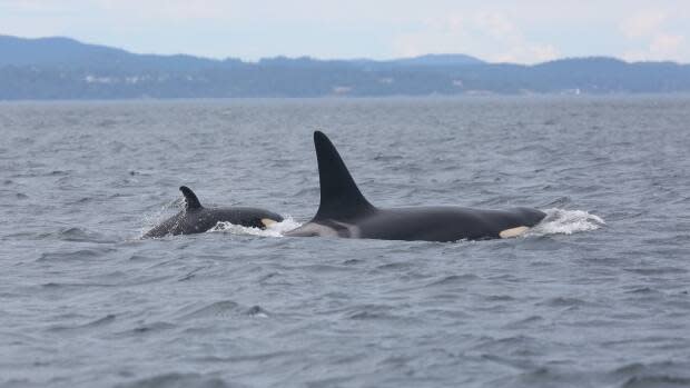 Center for Whale Research