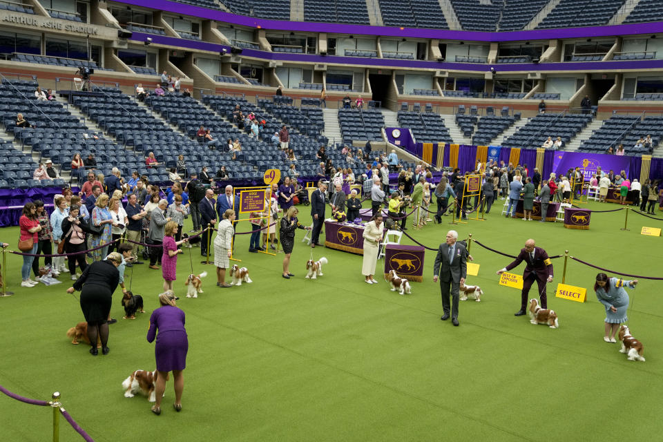 A judge presides over the Cavalier King Charles Spaniel breed judging in Arthur Ashe Stadium during the 147th Westminster Kennel Club Dog show, Monday, May 8, 2023, at the USTA Billie Jean King National Tennis Center in New York. (AP Photo/John Minchillo)