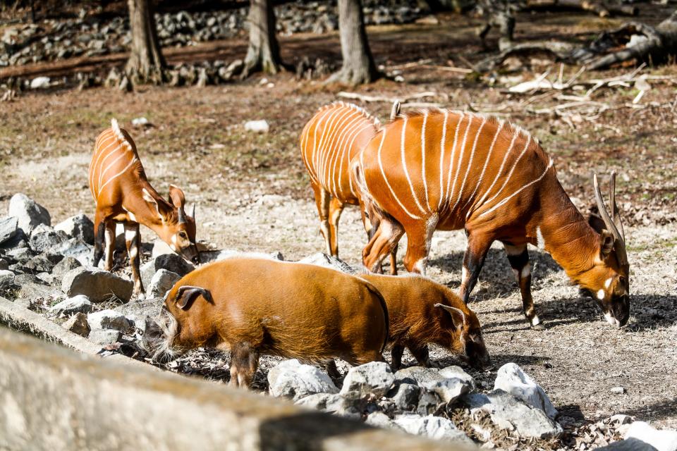 The Red River Hogs share an exhibit with Bongos at the Memphis Zoo on Tuesday, Jan. 30, 2024 at the Memphis Zoo in Memphis, Tenn.