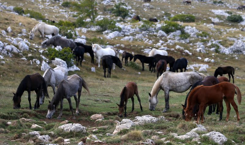 Wild horses graze the grass on Cincar Mountain near Livno