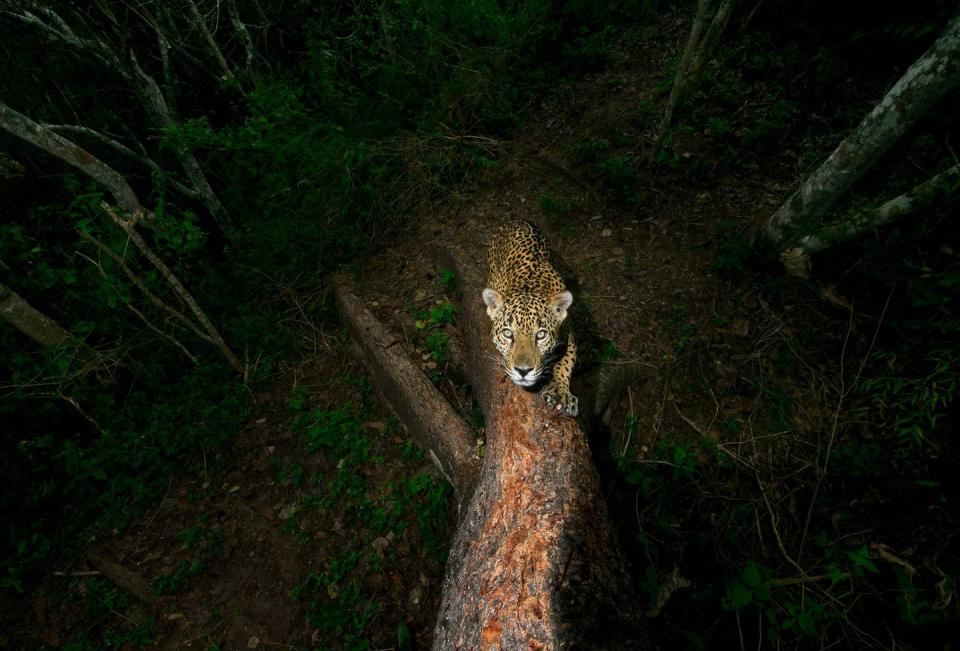 <p>Signature tree by Alejandro Prieto, Mexico. </p><p>Winner 2018, Wildlife Photojournalist Award: Story.</p>