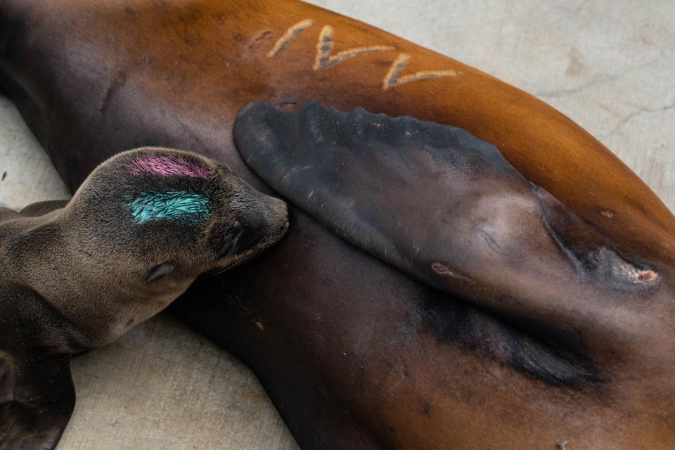 A baby sea lion cuddles up with its sick mom at the Marine Mammal Care Center in San Pedro, California, on July 6, 2023. The center has been caring for sea lions being sickened by a historically bad algal bloom along California's Coast.