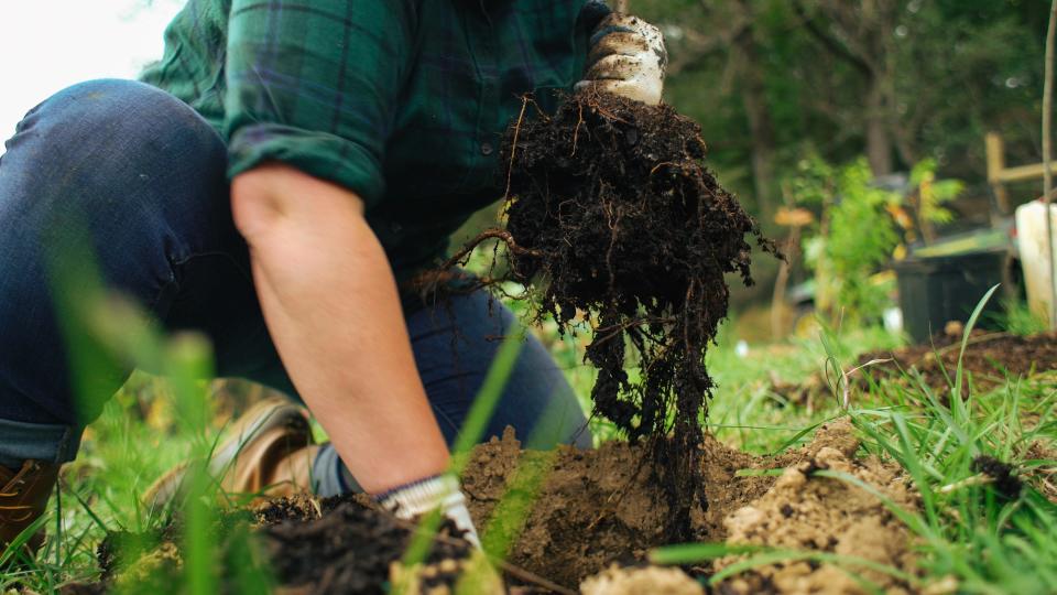 Young trees are easier to plant, and easier on the wallet.