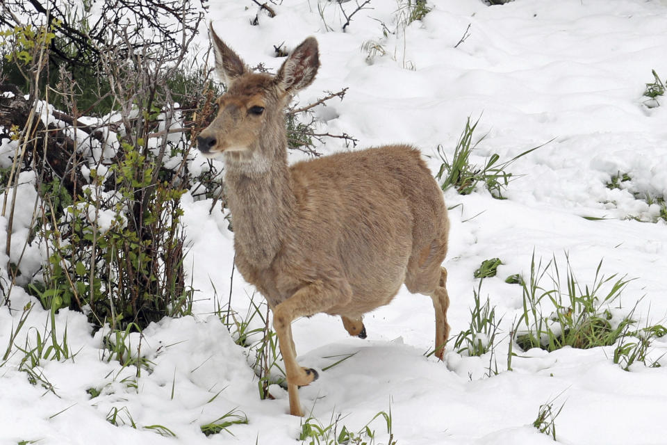 Deer roam the foothills of Ken Caryl Valley near Littleton, Colo., after a late spring storm blanketed the area with snow, seen Tuesday morning, May 21, 2019. Colorado and Wyoming got an unusually late dump of snow this week. Large swaths of California have seen two to five times more precipitation than is normal for this point in May, the National Weather Service said. (Adriana Wiersma via AP)