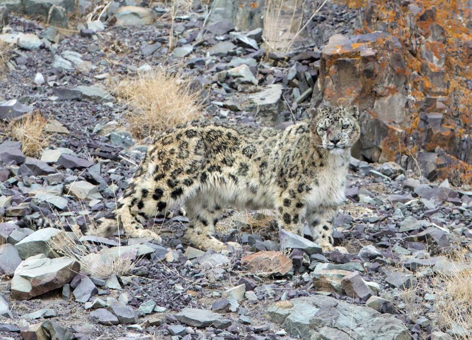 The camouflaged creature is seen after attempting to attack the sheep (Picture: Inger Vandyke/Caters)