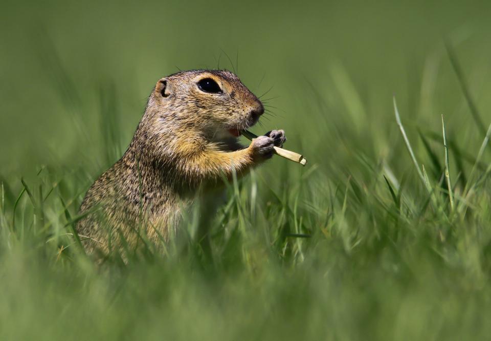 A squirrel holding a stick to its mouth, like it was playing the flute.