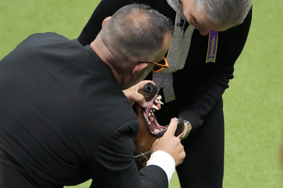 Wicked, a doberman pinscher, competes in the working group competition during the 147th Westminster Kennel Club Dog show, Tuesday, May 9, 2023, at the USTA Billie Jean King National Tennis Center in New York. (AP Photo/Mary Altaffer)