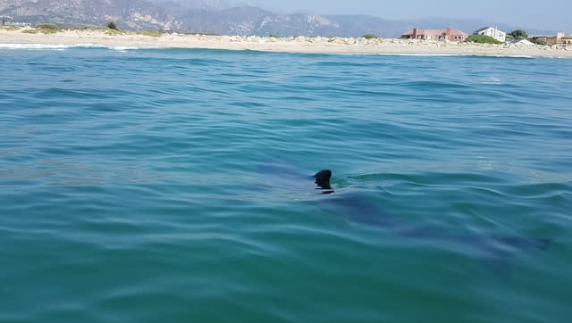 Baby Sharks Prefer Swimming By The Shore, Research Suggests