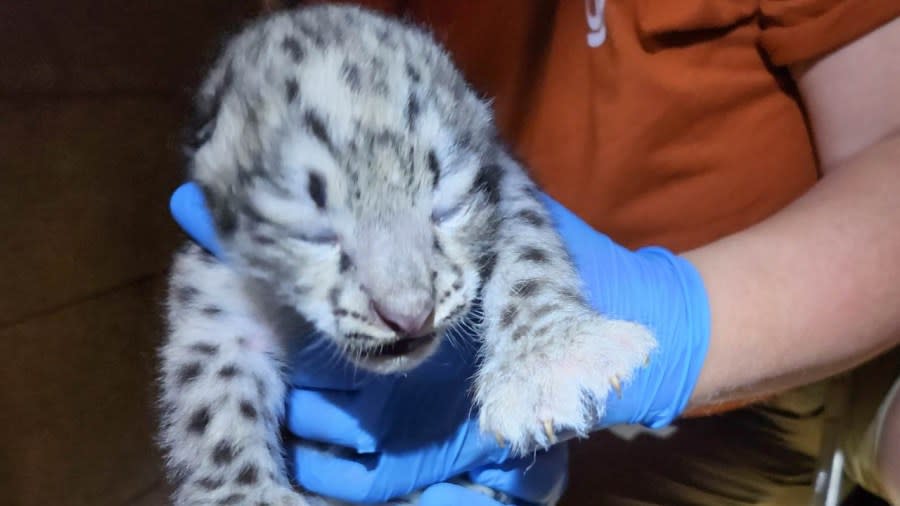 A new snow leopard cub was welcomed to John Ball Zoo on June 6. (John Ball Zoo)