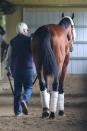 Jun 2, 2015; Elmont, NY, USA; American Pharoah walks the barn with trainer Bob Baffert at Belmont Park. Mandatory Credit: Anthony Gruppuso-USA TODAY Sports