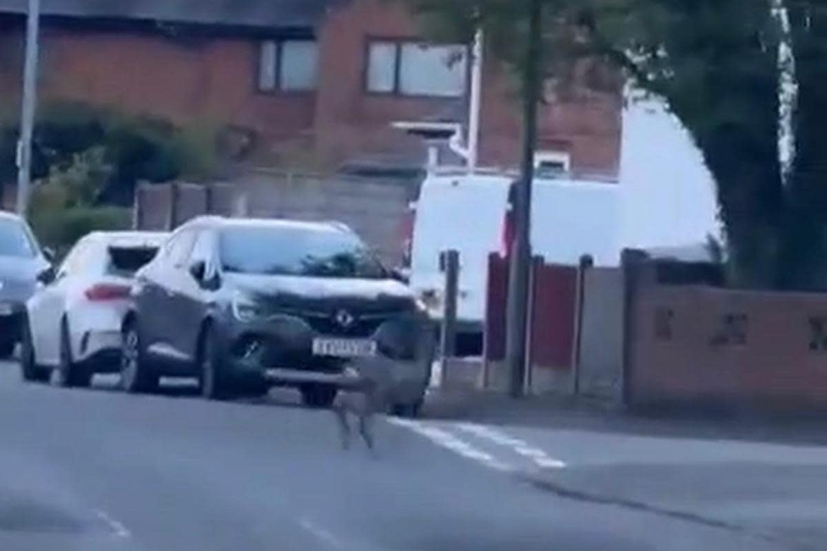 The deer on Troutbeck Avenue <i>(Image: Supplied)</i>