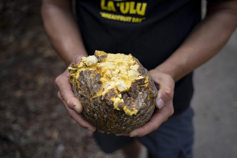 Hokuao Pellegrino breaks open a ripe breadfruit at Noho'ana Farm on Tuesday, Oct. 10, 2023, in Waikapu, Hawaii. When ripe breadfruit falls, it splats and rots in an unsightly, gooey, fragrant mess. (AP Photo/Mengshin Lin)