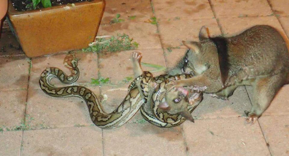 Ms Williams watched as the snake poached the baby from its mother’s back. Source: Supplied/Christine Birch Williams