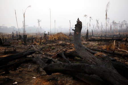 A tract of Amazon jungle is seen after a fire in Boca do Acre