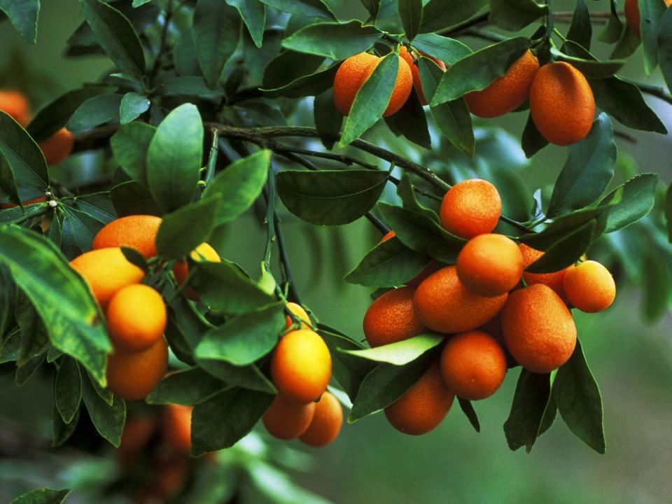 Kumquats