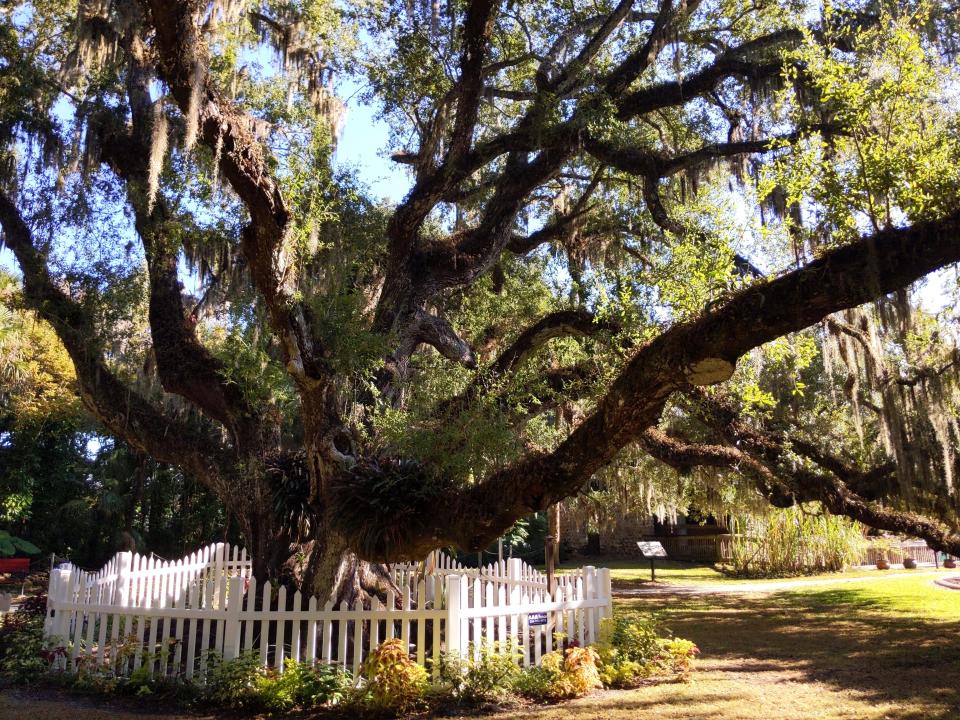 An ancient live oak tree surrounded by a white fence.
