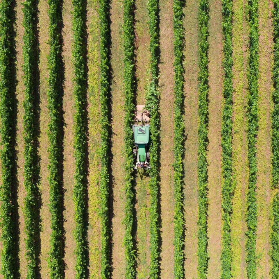 Viñedos de bodegas Gargalo, en Verín, Ourense