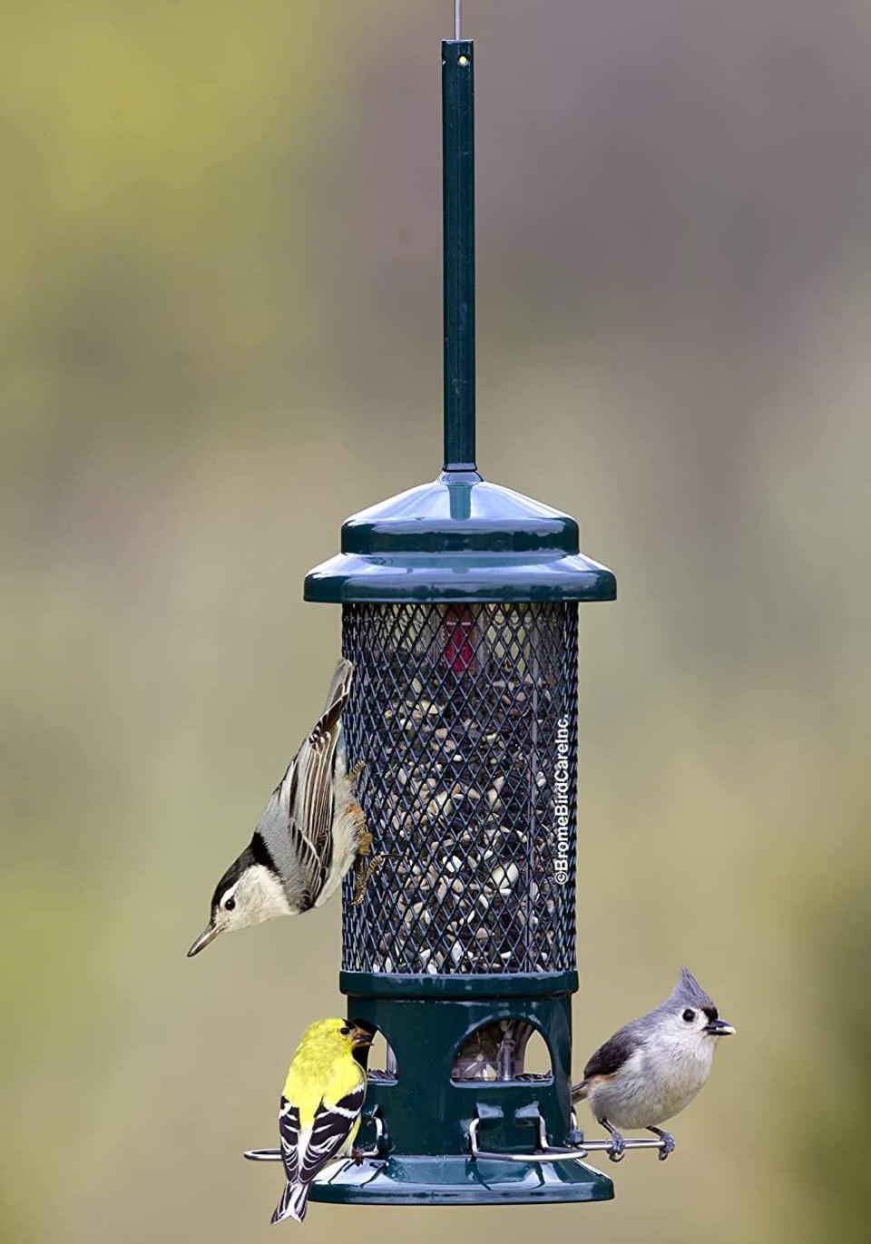 A squirrel-proof bird feeder with three different bird species perched on it
