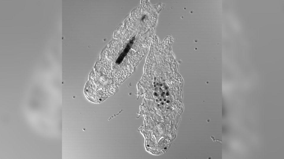 Microscopic invertebrates live in habitats as diverse as Antarctica, deep sea vents, mountain peaks and tropical rainforests.  Two active water bears are shown.  - Amanda Smithers