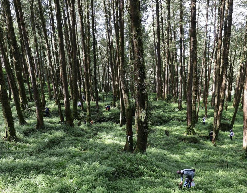 研究團隊除了要深入高山，還得不斷彎腰在石縫底下翻找，搜尋山椒魚蹤跡。（大麥影像傳播工作室提供）