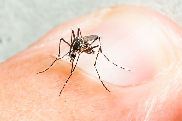 El mosquito Aedes aegypti