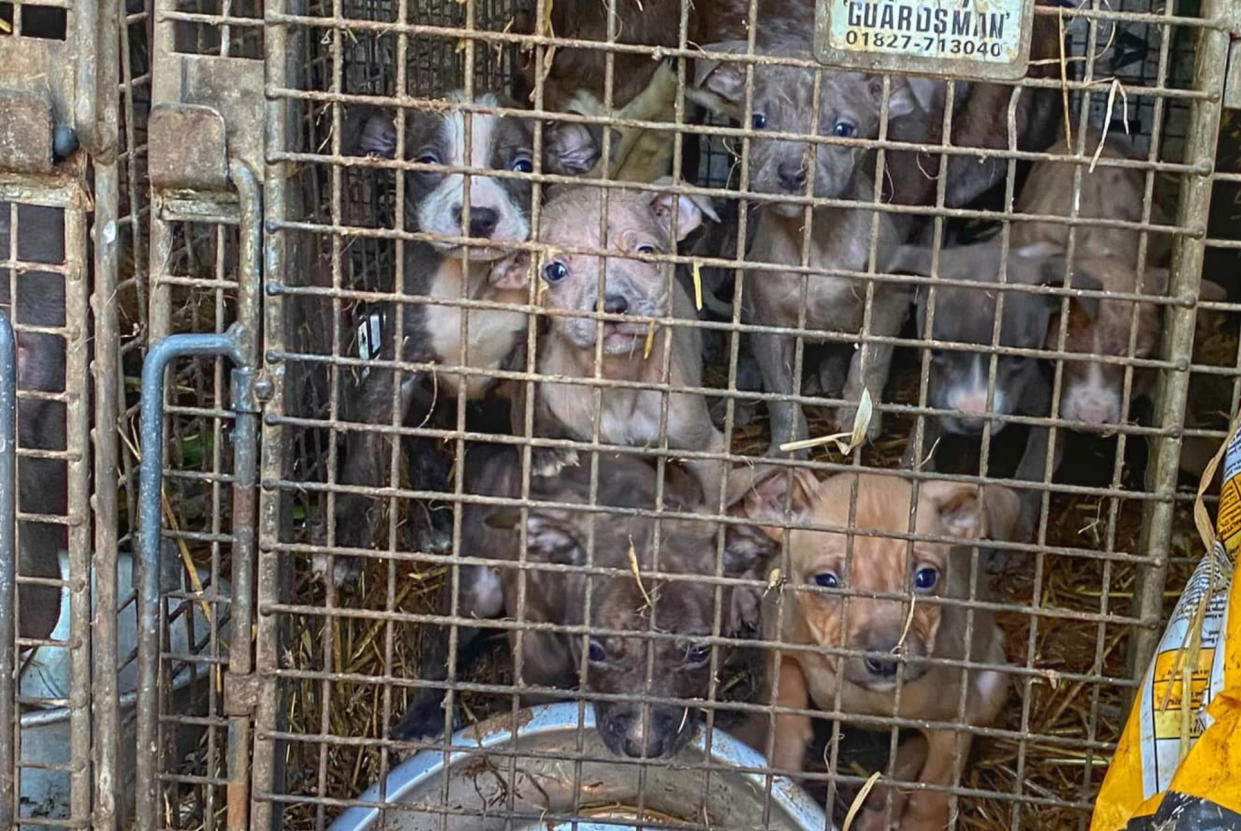 Police found 18 dogs being kept in shocking conditions by banned owners. (Leicestershire and Rutland Rural Police Team/Facebook)