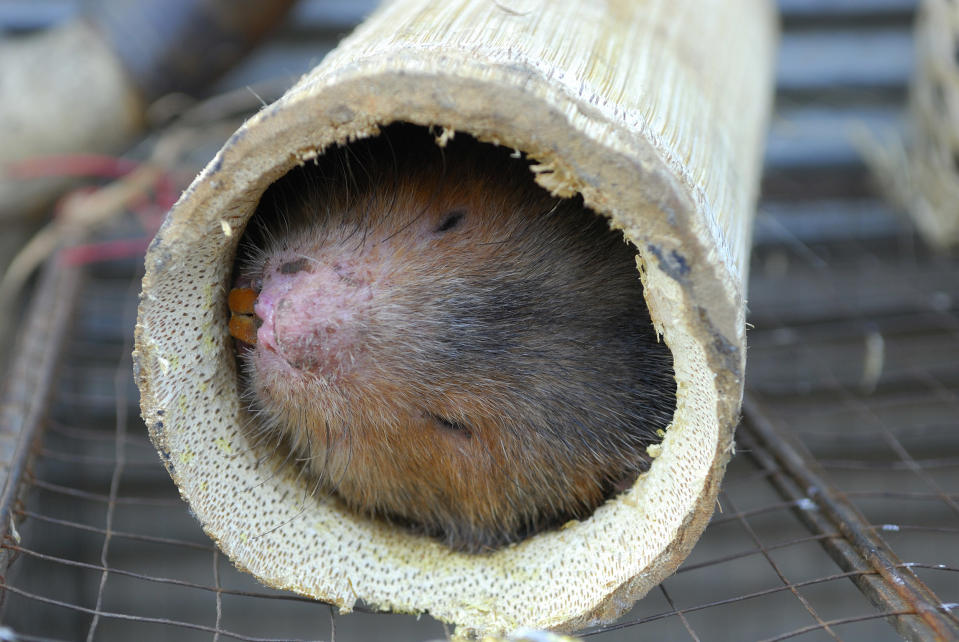 Image: A live bamboo rat for sale at a food stall at the evening market in China. (Jerry Redfern / LightRocket via Getty Images file)