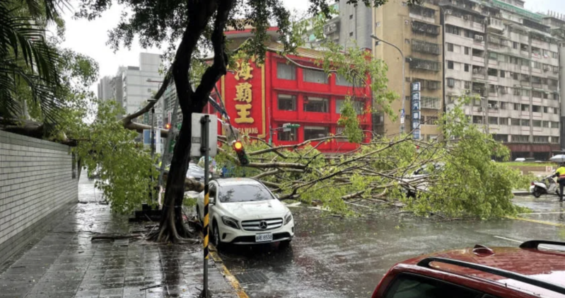 台北市大同區西寧北路、長安西路口有一棵大樹傾倒。（台北市消防局提供）