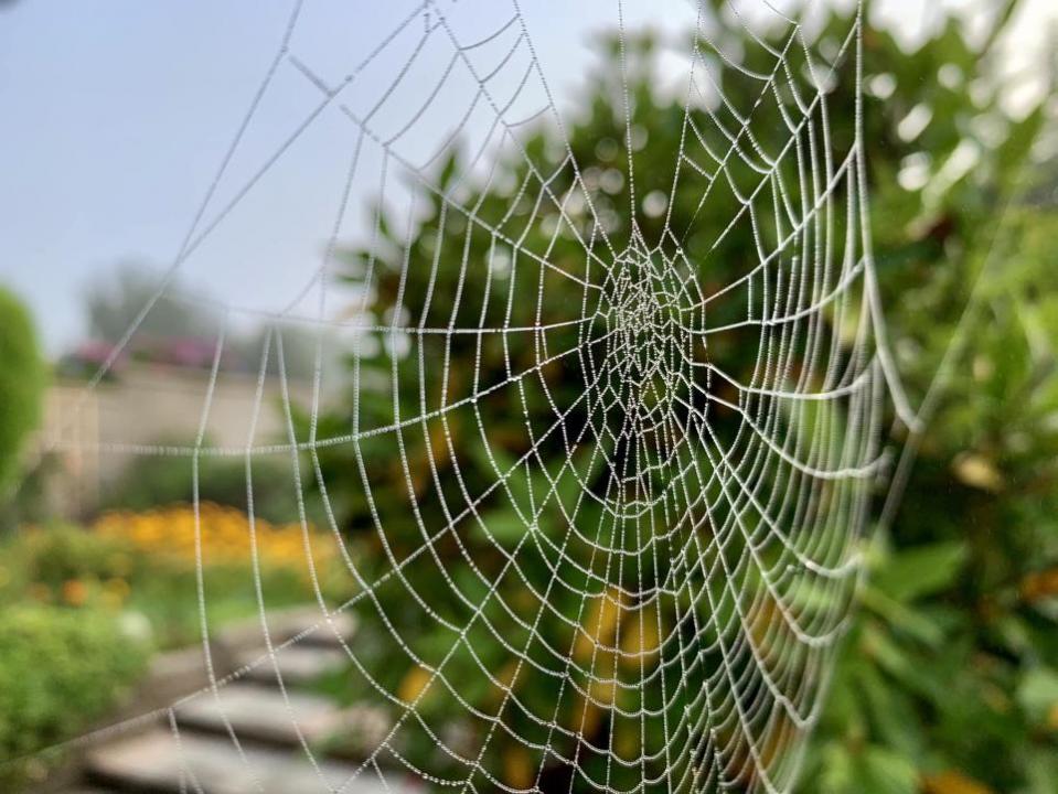 Western Telegraph: Telaraña.  Imagen: Rosemary Rees