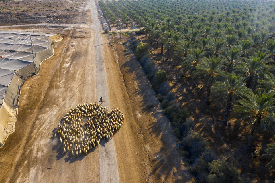 A Palestinian shepherd herds his flock next to the West Bank Jewish Settlement of Tomer in the Jordan Valley, Tuesday, June 30, 2020. Israeli Prime Minister Benjamin Netanyahu appears determined to carry out his pledge to begin annexing parts of the occupied West Bank, possibly as soon as Wednesday. (AP Photo/Oded Balilty)