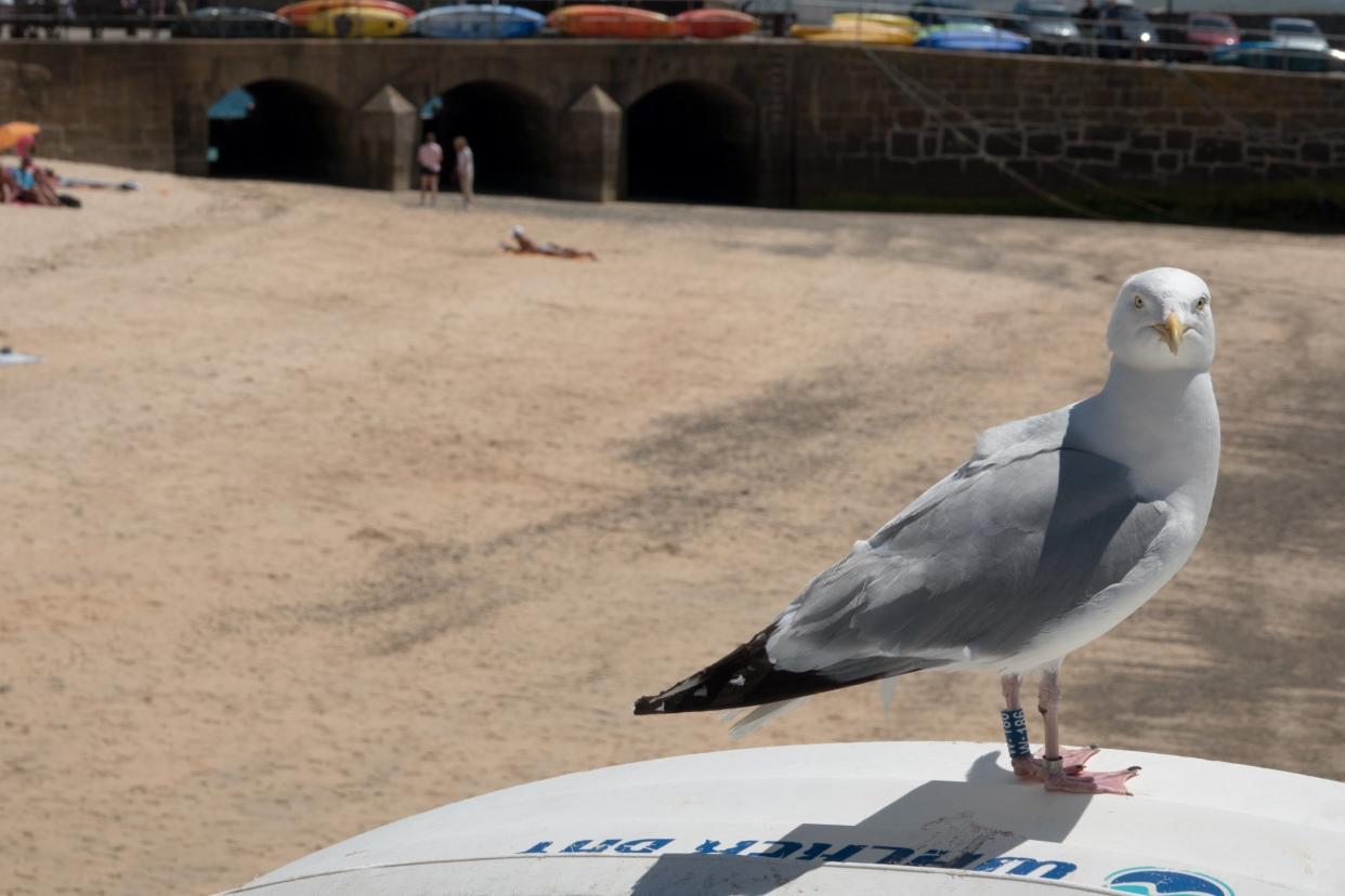 The man allegedly beat the bird to death after it stole a chip from him: Getty Images