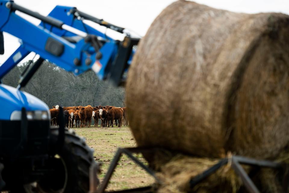 A herd of cattle watch as Allen Keller, owner of Kellett Farms, moves bales of hay for a client on Saturday, Feb. 10, 2024.
