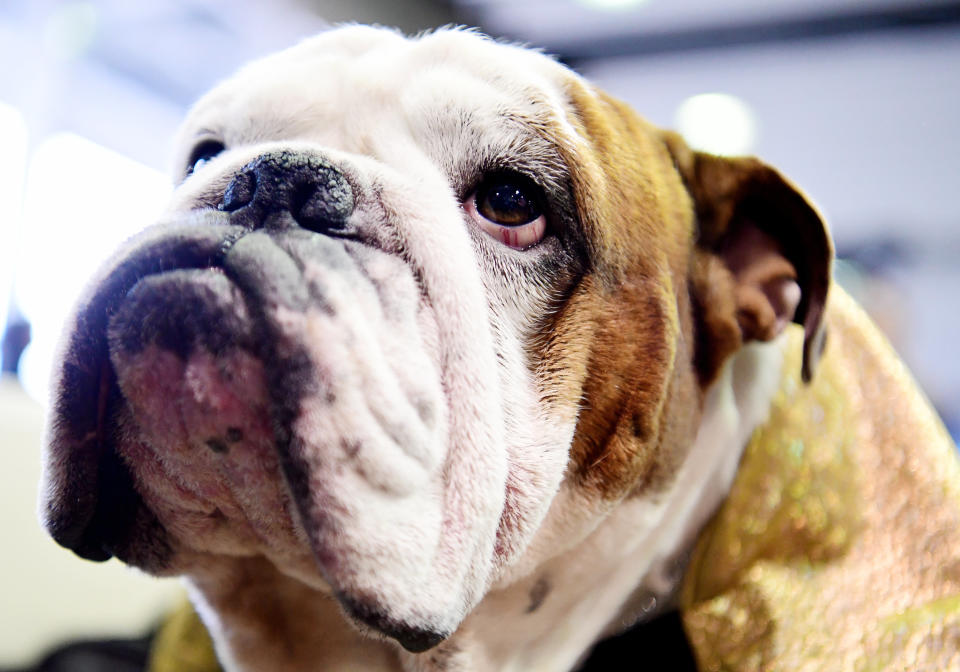 Gringo the Bulldog looks on during Breed Judging at the 143rd Westminster Kennel Club Dog Show at Piers 92/94 on Feb. 11, 2019. (Photo: Sarah Stier/Getty Images)