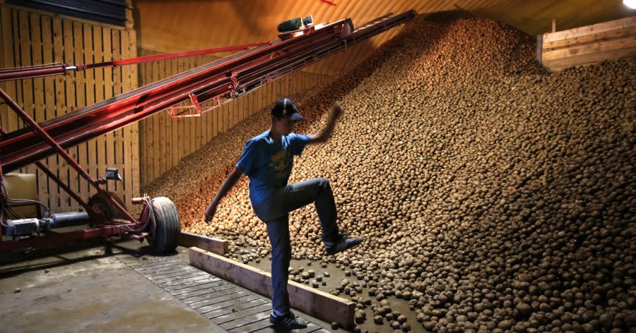 Adam Paterson, 15, kicks a potato back onto an enormous pile at a storage facility in Mapleton, Maine, Sept. 25, 2014. Each year the state harvests around 1.5 billion pounds of potatoes. (Robert F. Bukaty, Associated Press file)