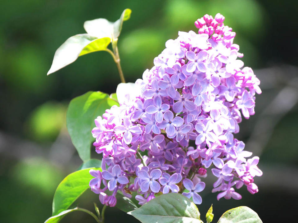 札幌丁香節（Image Source : Getty Creative/iStockphoto）