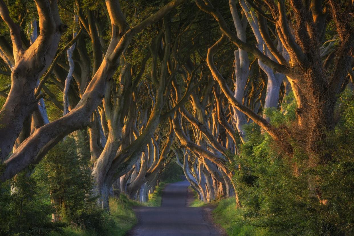 northern ireland, near ballymoney, alley and beeches, known as dark hedges