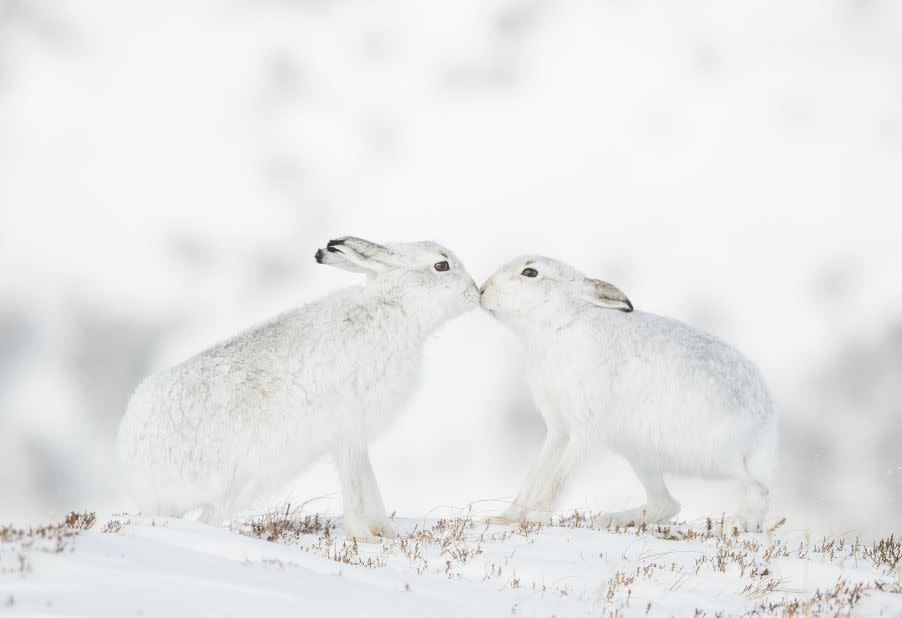 Dos liebres de montaña cortejantes se juntan y se tocan las narices en las montañas Monadhliath en Escocia. (Crédito: Andy Parkinson/Wildlife Photographer of the Year)