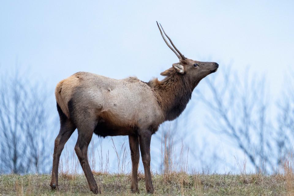 Elk are seen at Jenny Wiley State Park on Wednesday, Jan. 31, 2024 in Prestonsburg.