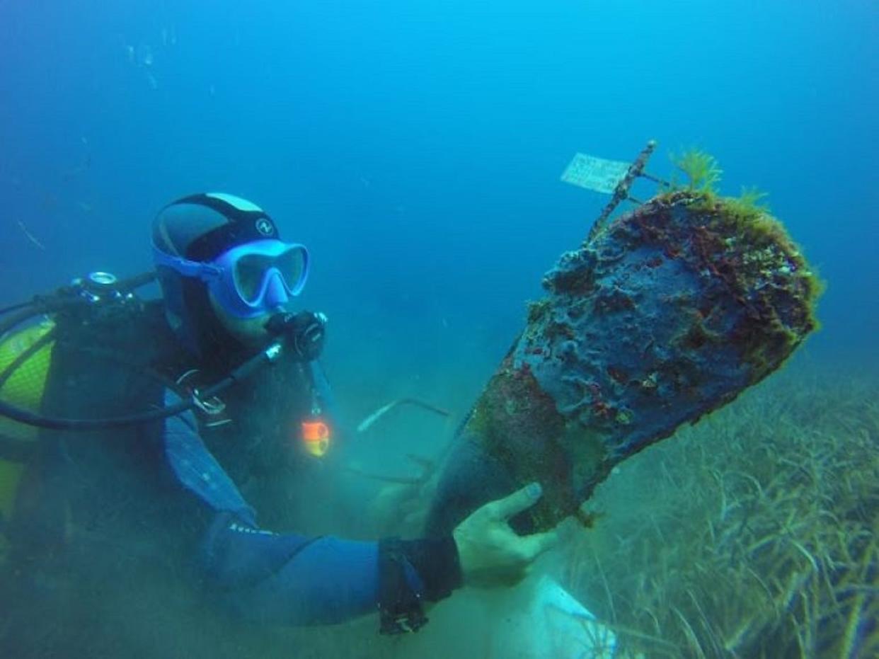 Las nacras o mejillones abanico (Pinna nobilis) están en grave peligro de extinción