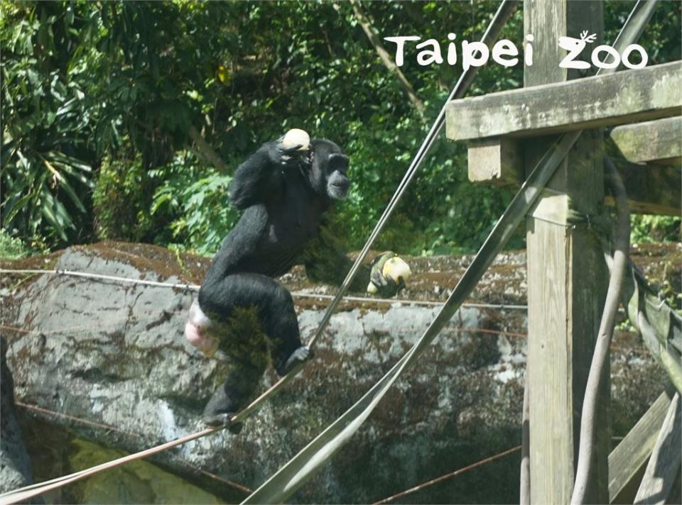 動物園今年8月幫阿美慶生，園方表示，黑猩猩的平衡感極佳。（圖／擷取自台北市立動物園臉書）