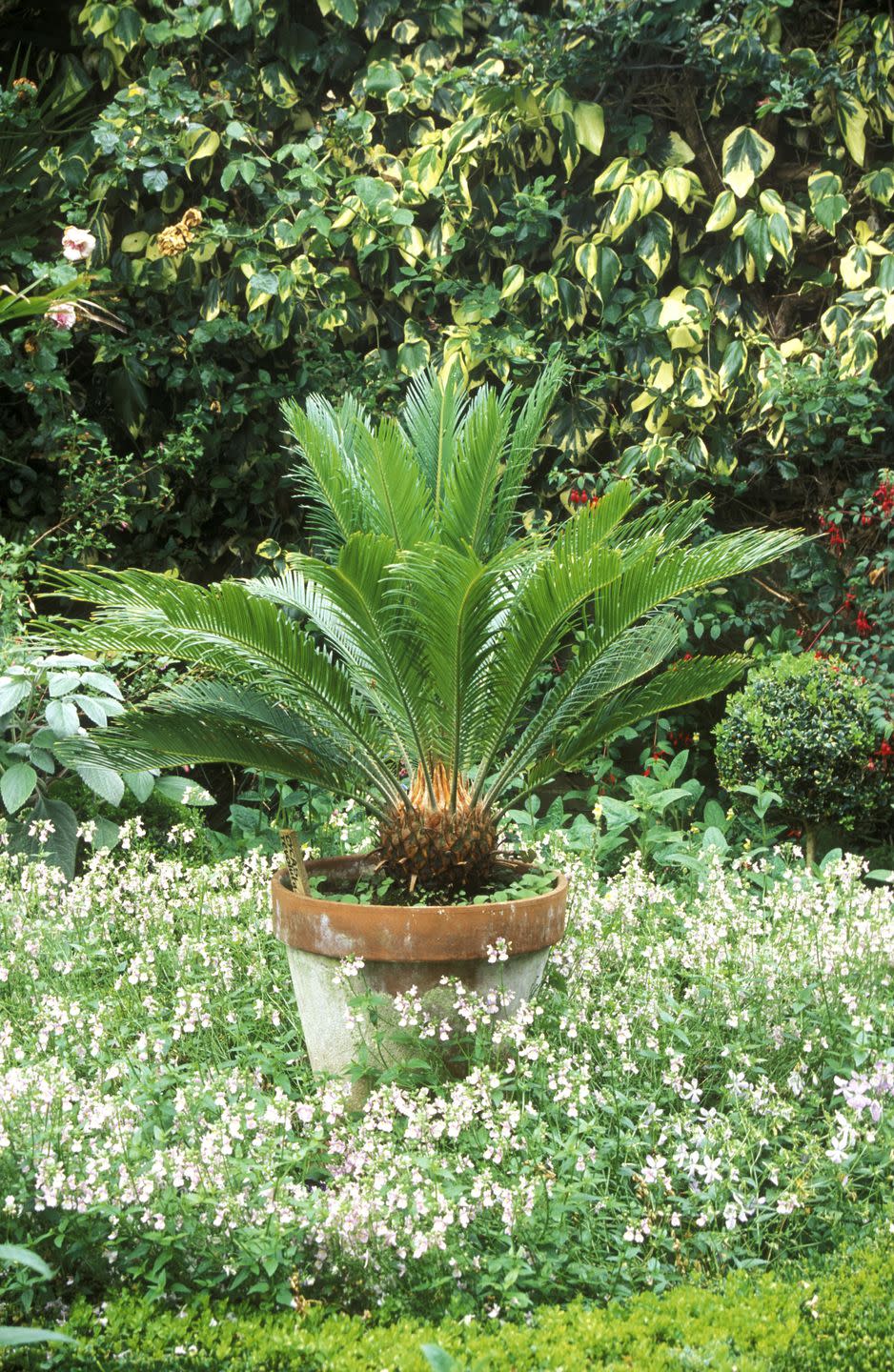 Planting a sago palm.