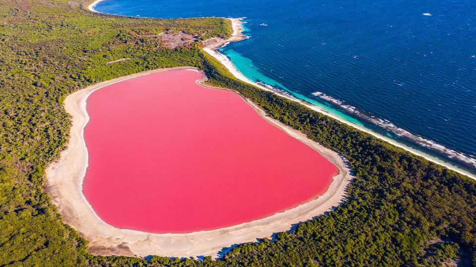 Pink lake aerial view on middle island surrounded blue ocean. Stark contrasting natural phenomenon in Western Australia.