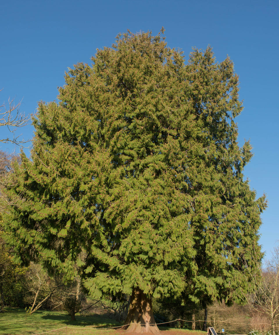 10. 'Green Giant' Arborvitae (Thuja 'Green Giant')