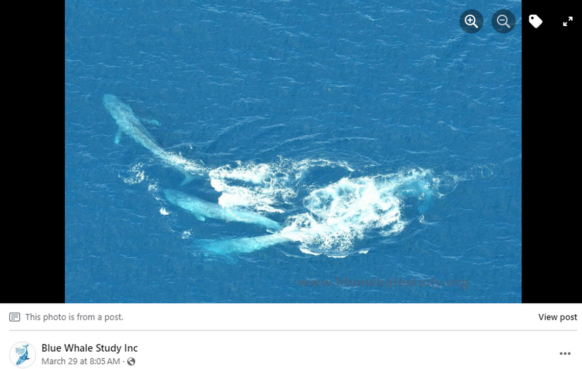 The female blue whale set the pace, matched by the males as they fought for her affections, researchers said. Screengrab from Blue Whale Study's Facebook post